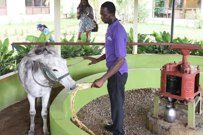 Appleton Estate Rum Factory And YS Falls Inclusive Tours From Montego Bay - YS Falls: seven tiers, swimming pools, and photo opportunities