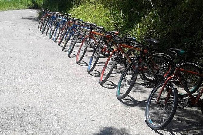 Blue Mountain Bicycle Tour from Montego Bay - Blue Mountain coffee fields: seeing what you drink