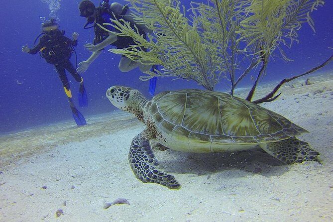 Discover Scuba Diving in Montego Bay - Montego Bay for first-timers: why this works