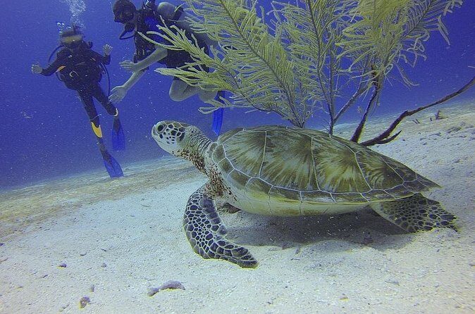 Discover Scuba Diving in Montego Bay - Who should book, and who should think twice