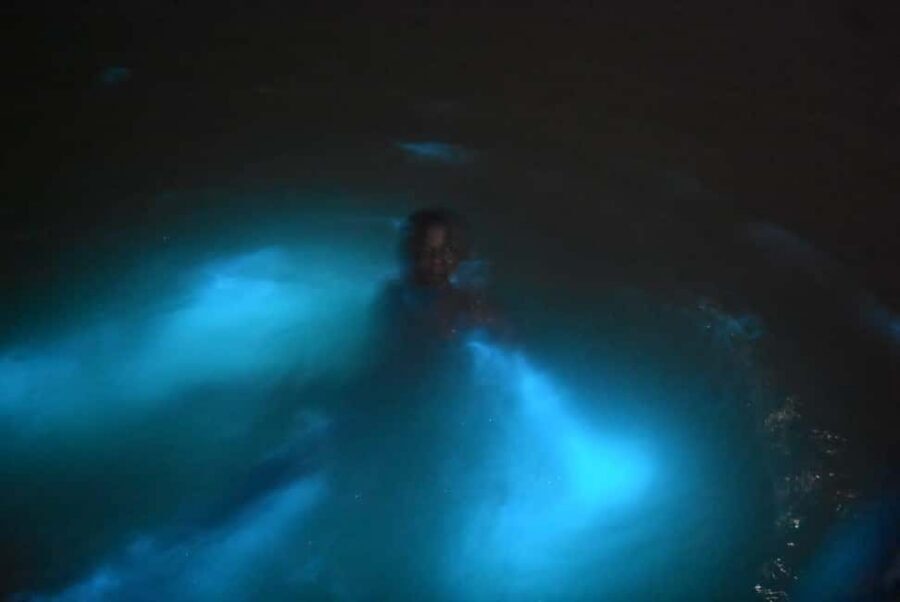 From Montego Bay: Luminous Lagoon Night Tour - Why Falmouth’s Night Glow Is the Real Reason to Go