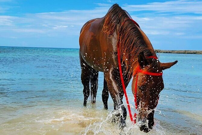 Horseback Ride and Swim Jamaica - The Caribbean Sea Swim: Cool Off and Actually Use the Water