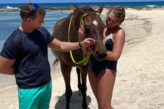 Horseback Ride and Swim Jamaica - Horses and Animal Care: What Horse Owners Will Appreciate