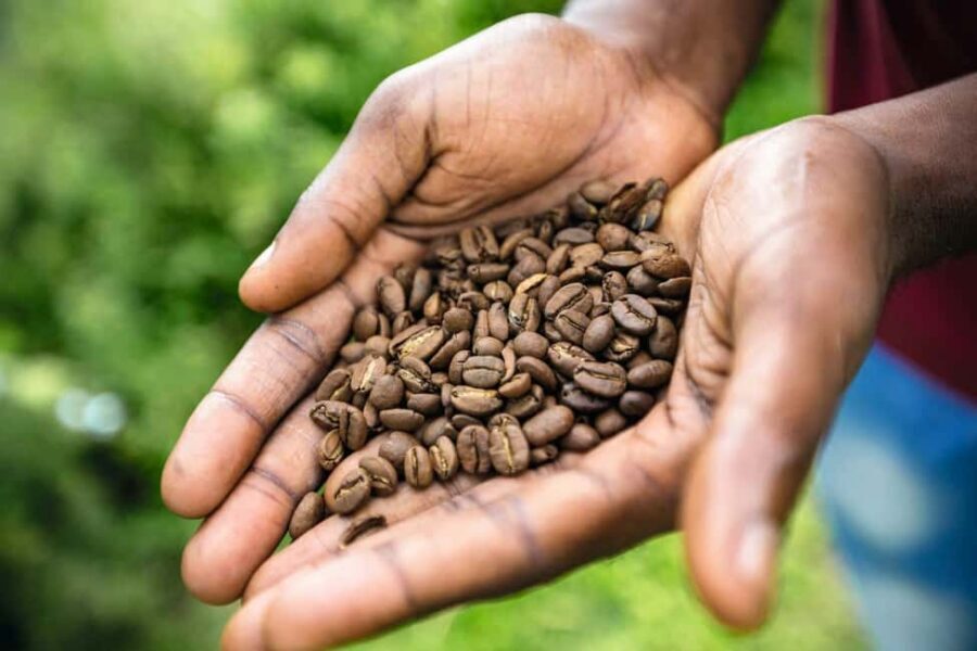 Jamaica: Blue Mountains Full Day Tour with Brunch & Lunch - Coffee farm time: what you’re really learning