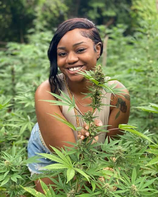 Montego Bay Marijuana Farm Tour - Quick hits before you go