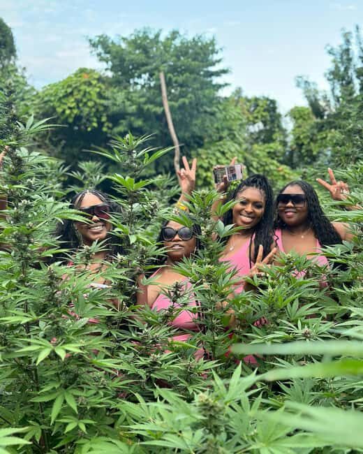 Montego Bay Marijuana Farm Tour - Seeding to harvest: the story you’ll hear while you walk the rows