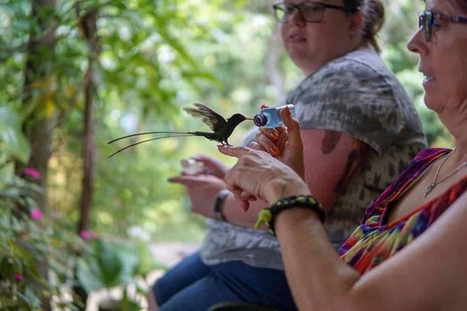 Rockland Bird Sanctuary plus Montego Bay Highlights & Shopping Private Tour - Rocklands Bird Sanctuary: hummingbirds up close, and a patio view that pulls you in