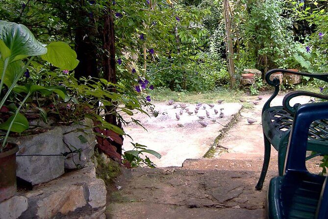 Rockland Bird Sanctuary plus Montego Bay Highlights & Shopping Private Tour - What the patio, views, and timing add up to (and where you might feel rushed)
