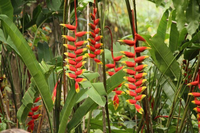 Rockland Bird Sanctuary plus Montego Bay Highlights & Shopping Private Tour - Montego Bay highlights and shopping: how to use the added time wisely