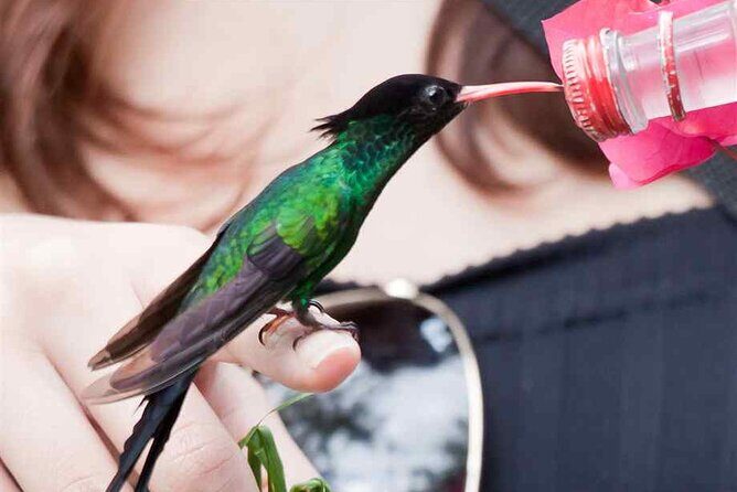 Rockland Bird Sanctuary plus Montego Bay Highlights & Shopping Private Tour - Price and value: what $123 per person buys you in real life