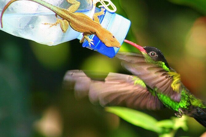 Rockland Bird Sanctuary plus Montego Bay Highlights & Shopping Private Tour - How feeding works: sugar water bottles, seed on your hand, and bird behavior basics