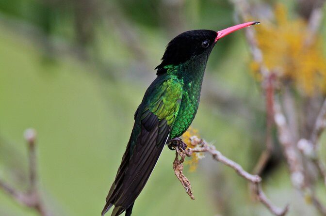 Rockland Bird Sanctuary Private Tour - Transportation and timing from Montego Bay: less hassle, more bird time