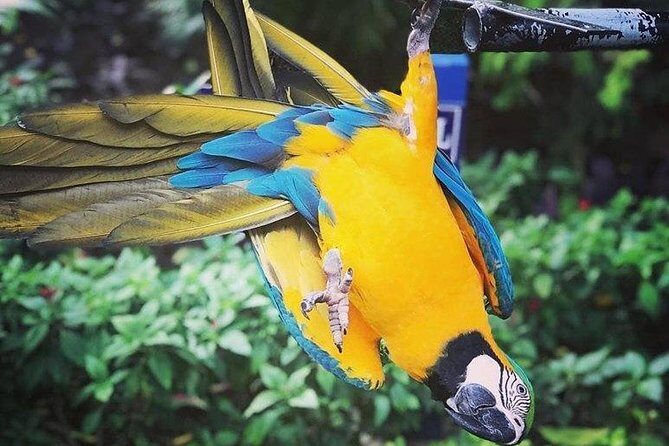 Rockland Bird Sanctuary Tour [Transportation] Hotel Pick-Up - Key Points Before You Go