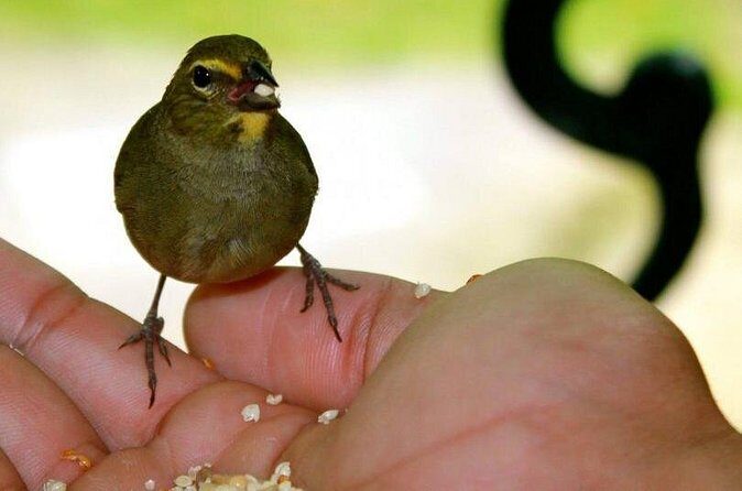 Rockland Bird Sanctuary Tour [Transportation] Hotel Pick-Up - Hummingbirds and Nectar: Why This Tour Feels Special
