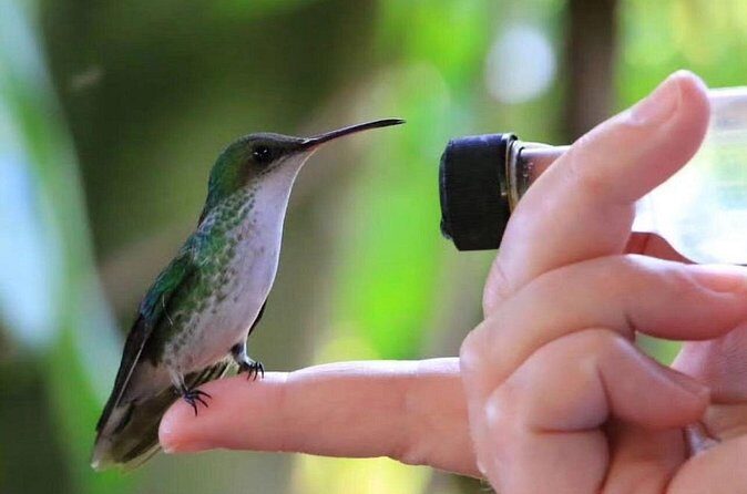 Rocklands Bird Sanctuary and Montego Bay Highlights - Private Transport and the Driver Factor (Including a Mention of Lamar)