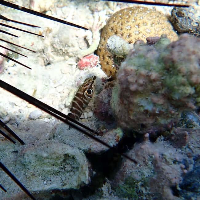 Snorkeling in Montego Bay with Transportation - The guide and the private-group feel: calm is the feature